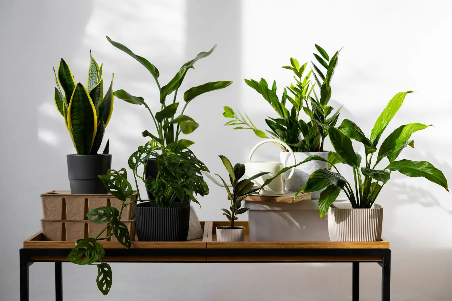 Vuoi una casa più sana? Ecco le piante d’appartamento che purificano l’aria secondo i botanici Vuoi una casa più sana? Ecco le piante d’appartamento che purificano l’aria secondo i botanici