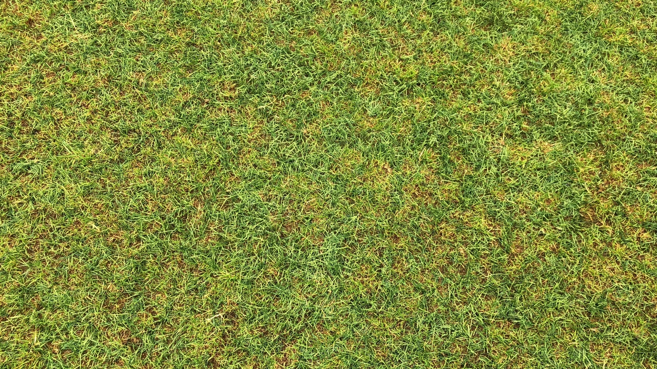 Erba del prato ingiallita? Ecco il rimedio naturale che rende subito il giardino verde e rigoglioso Erba del prato ingiallita? Ecco il rimedio naturale che rende subito il giardino verde e rigoglioso