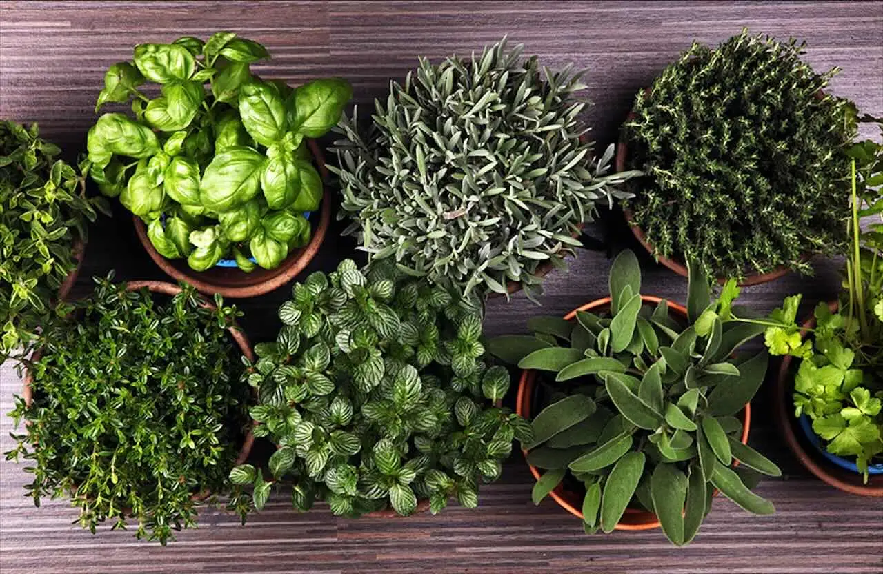 Come difendere le piante aromatiche dal caldo di giugno: i consigli dell’agronomo per balconi esposti Come difendere le piante aromatiche dal caldo di giugno: i consigli dell’agronomo per balconi esposti