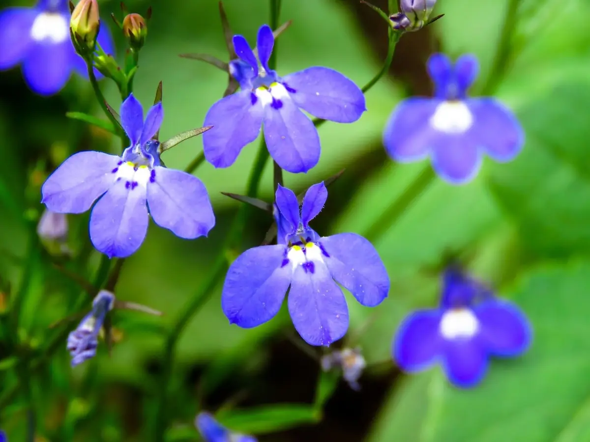 Come coltivare la lobelia in balcone: fioritura perfetta tutto giugno secondo il vivaista Come coltivare la lobelia in balcone: fioritura perfetta tutto giugno secondo il vivaista