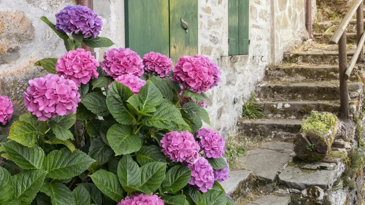 Come proteggere le ortensie dal vento questo mese: il metodo naturale consigliato dagli esperti Come proteggere le ortensie dal vento questo mese: il metodo naturale consigliato dagli esperti