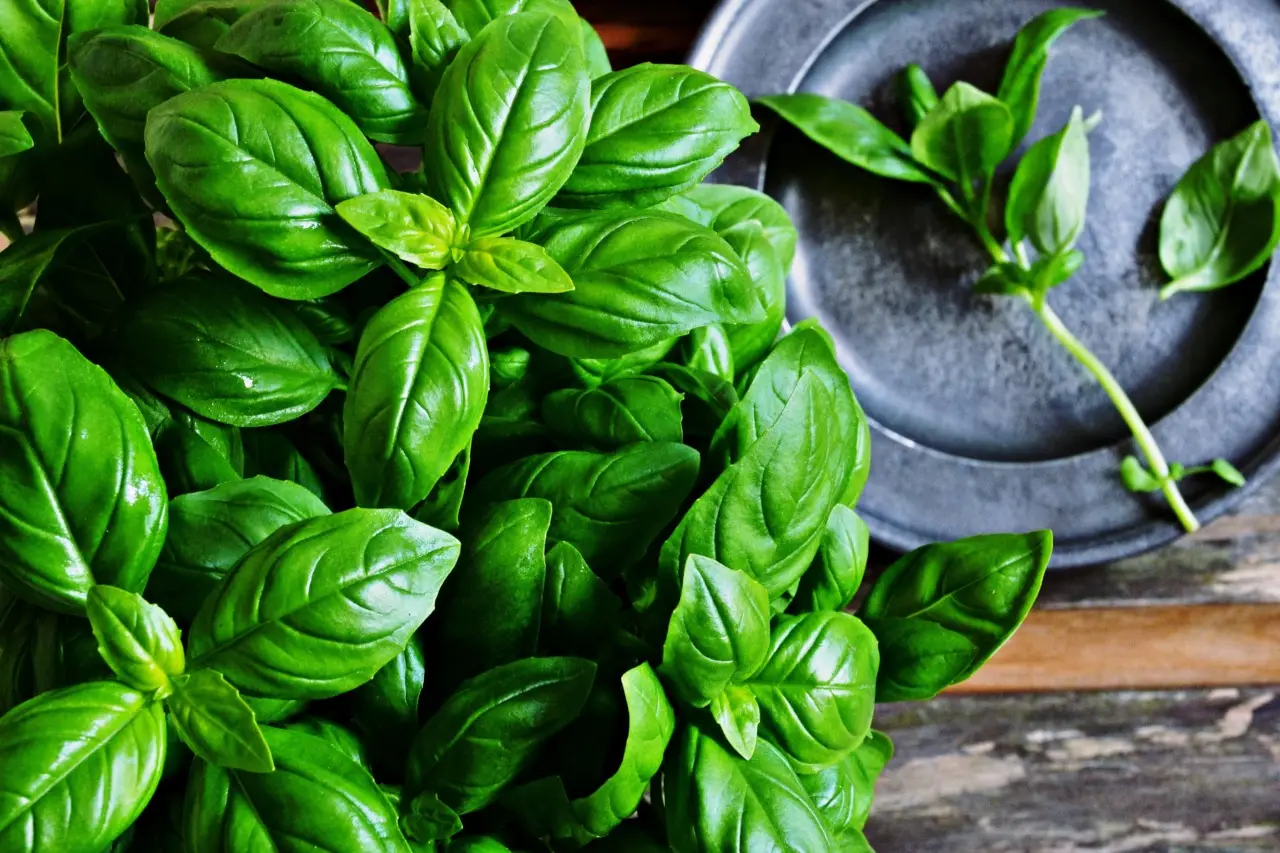Coltiva il basilico più profumato dell’estate: il segreto naturale per balconi esposti al sole Coltiva il basilico più profumato dell’estate: il segreto naturale per balconi esposti al sole