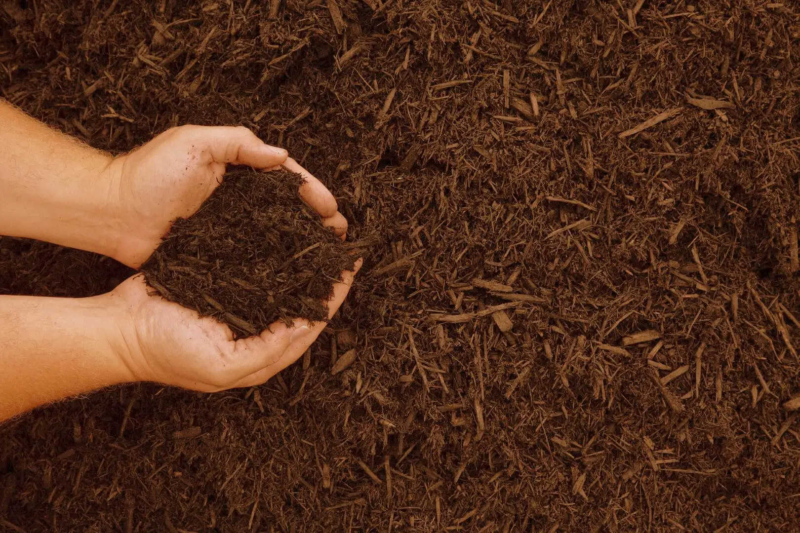 Pacciamatura con materiali naturali: la soluzione degli agronomi per risparmiare acqua quest’estate Pacciamatura con materiali naturali: la soluzione degli agronomi per risparmiare acqua quest’estate