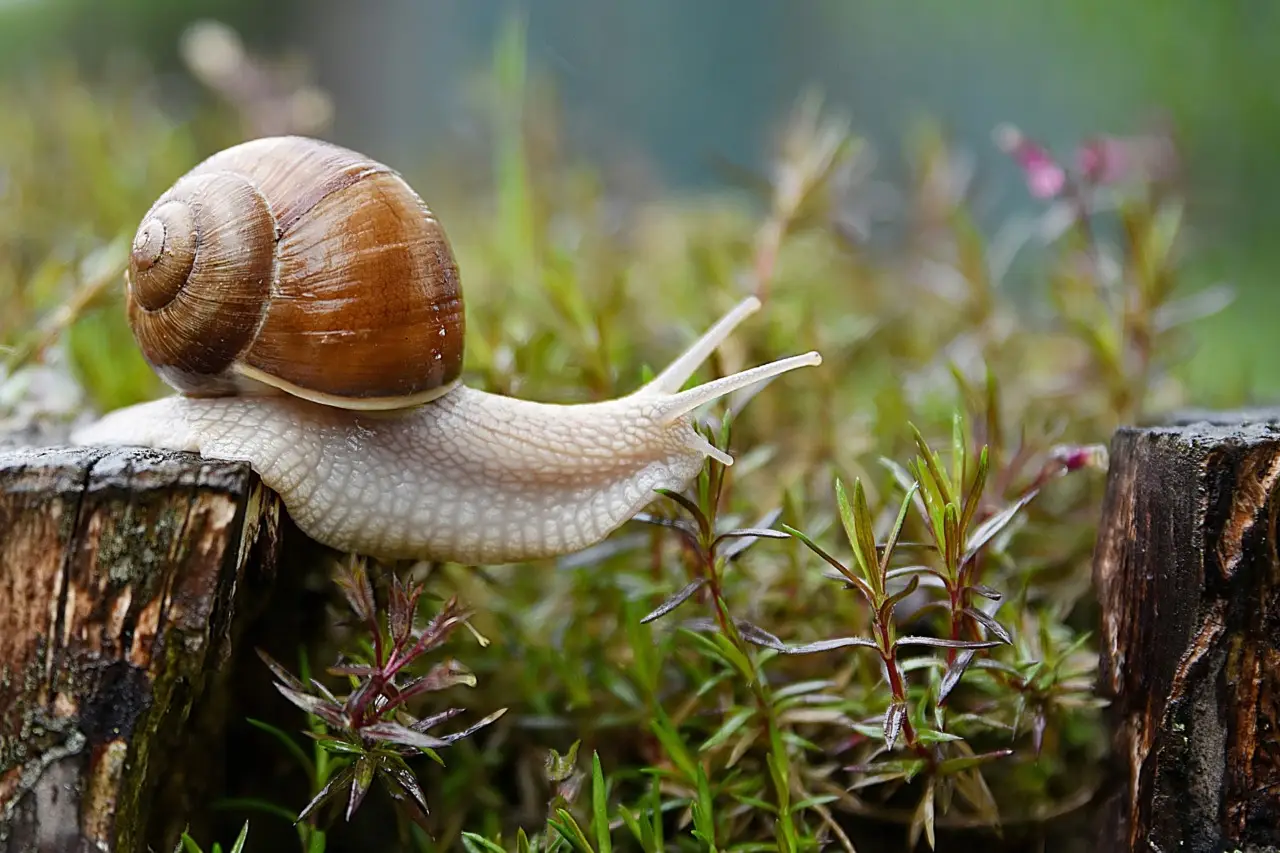 Come difendere i cetrioli dalle lumache senza veleni: il metodo raccomandato dagli orticoltori Come difendere i cetrioli dalle lumache senza veleni: il metodo raccomandato dagli orticoltori