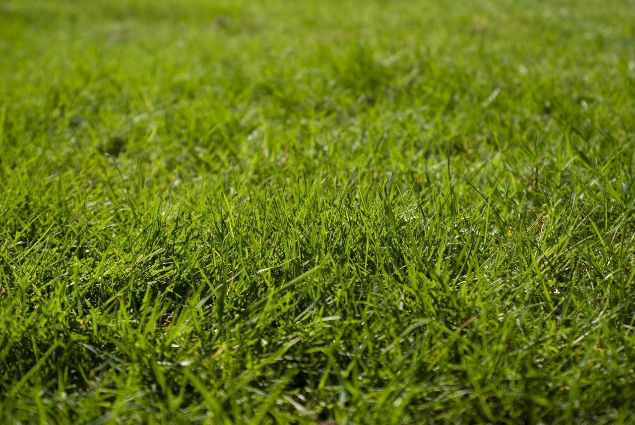 Vuoi un prato verde anche nei mesi più caldi? Scopri la strategia dei vivaisti per risparmiare acqua Vuoi un prato verde anche nei mesi più caldi? Scopri la strategia dei vivaisti per risparmiare acqua