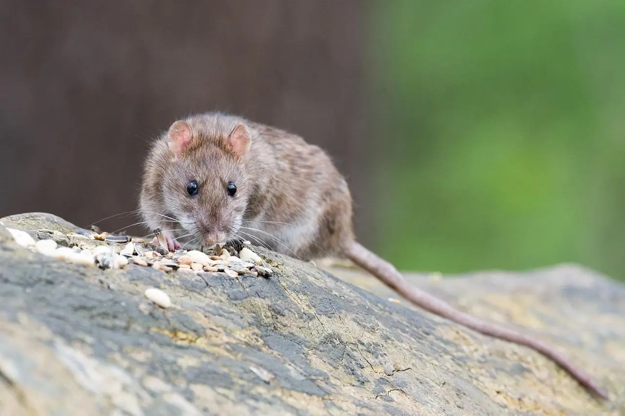 Trappola naturale contro le pantegane: il metodo ecologico che elimina il problema senza veleni Trappola naturale contro le pantegane: il metodo ecologico che elimina il problema senza veleni