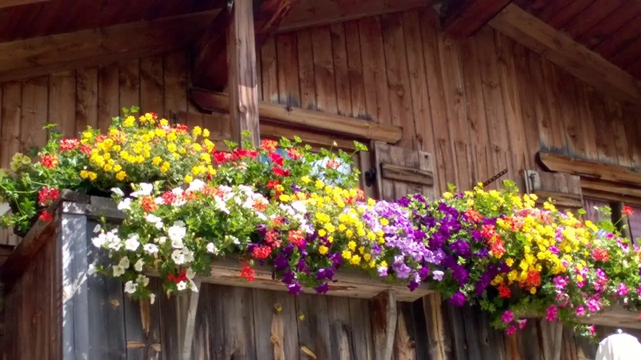 Crea ombra naturale sul balcone con queste varietà di piante rampicanti consigliate dai paesaggisti Crea ombra naturale sul balcone con queste varietà di piante rampicanti consigliate dai paesaggisti