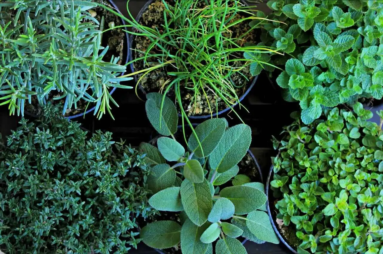 Come proteggere le radici delle piante aromatiche dal caldo estivo: il trucco dei vivaisti per balconi assolati Come proteggere le radici delle piante aromatiche dal caldo estivo: il trucco dei vivaisti per balconi assolati