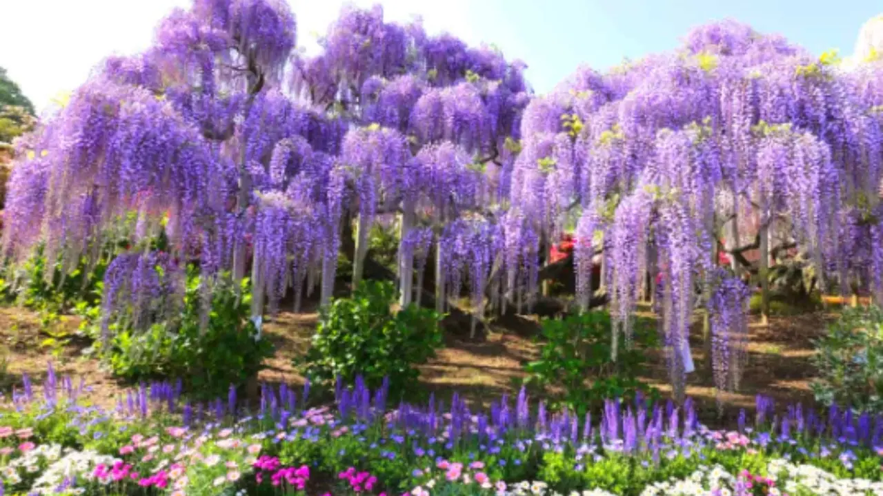 Scopri le piante resistenti al vento di giugno: idee pratiche per terrazzi esposti secondo il botanico Scopri le piante resistenti al vento di giugno: idee pratiche per terrazzi esposti secondo il botanico