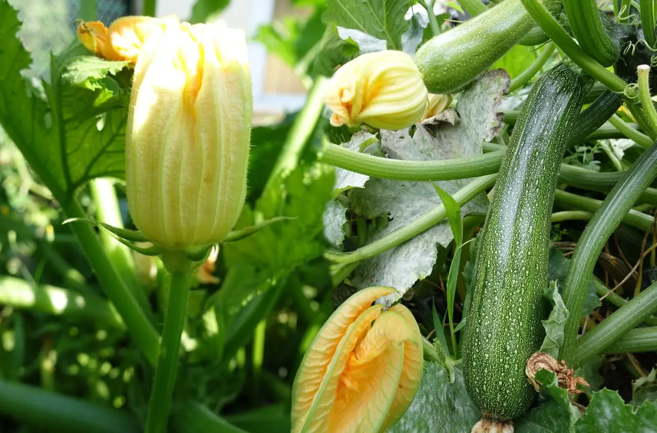 Come ottenere zucchine abbondanti a giugno: il segreto biologico del mese svelato dagli agronomi Come ottenere zucchine abbondanti a giugno: il segreto biologico del mese svelato dagli agronomi